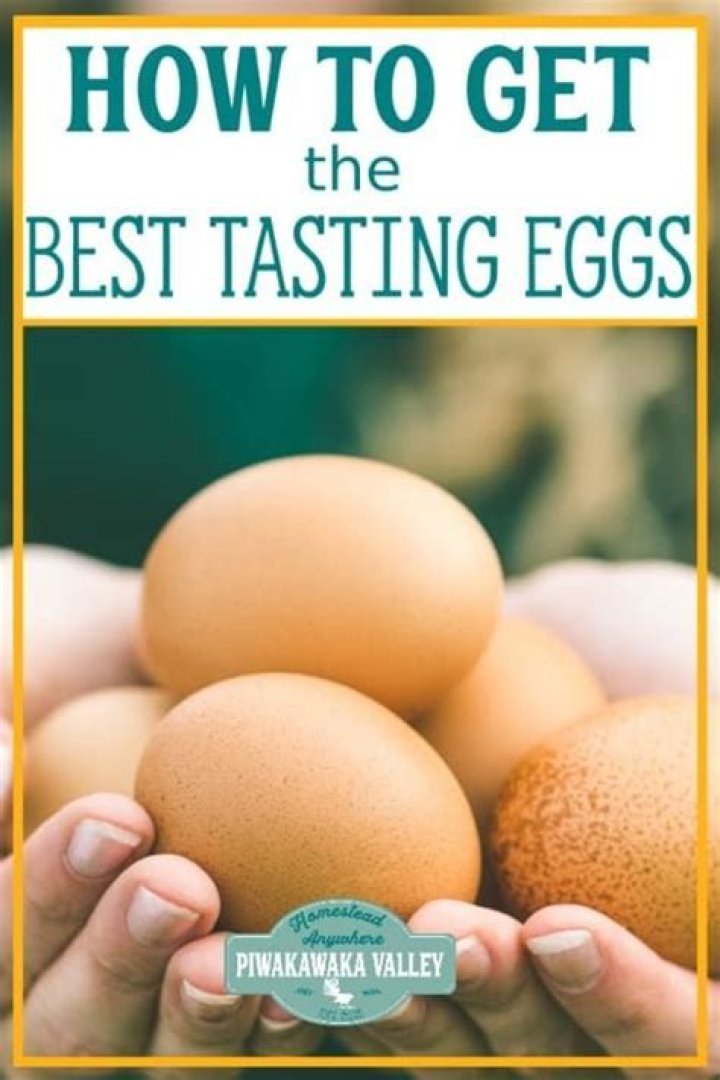 What feed makes the best tasting eggs?