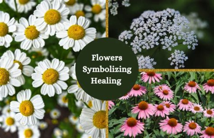 What flower symbolizes hope and healing?