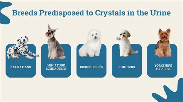 What food causes crystals in dogs?