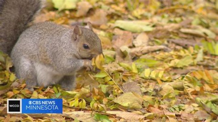 What fruits do squirrels not like?