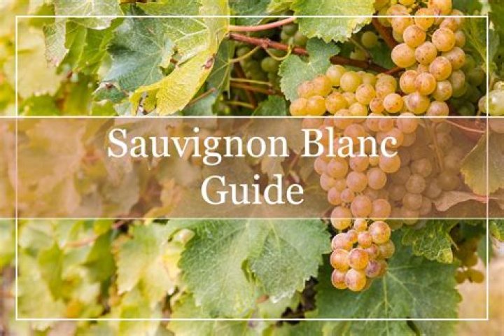 What grape is Blanc de Blanc?