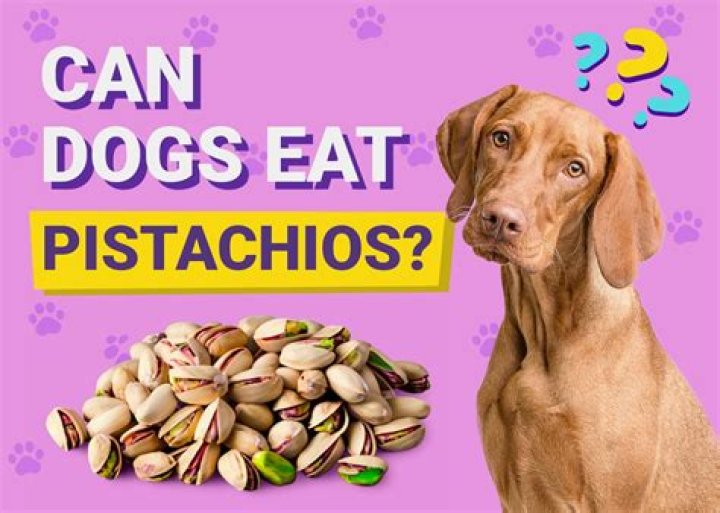 What happens if a dog eats one pecan?