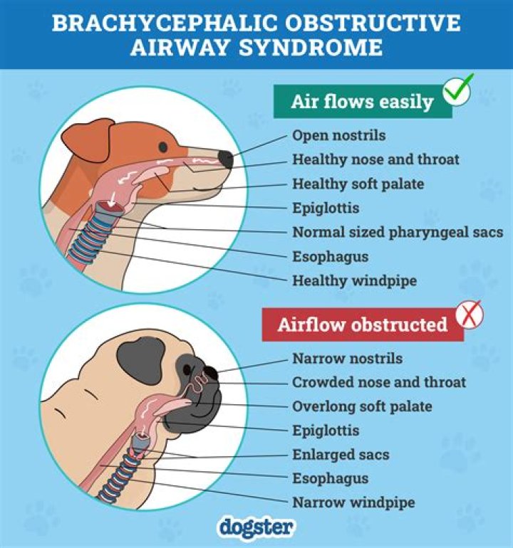 What happens if a dog is Overbred?