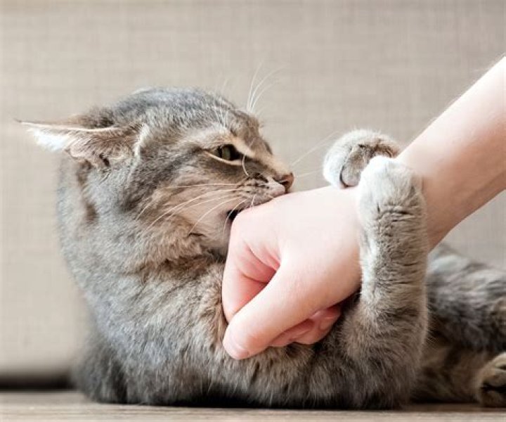 What happens if I kick my cat?