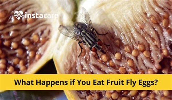 What happens if you eat mosquito eggs?