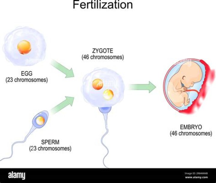What happens if you release two eggs and only one is fertilized?
