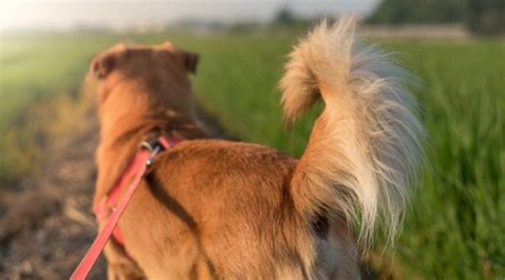 What happens if you touch a dog's tail?