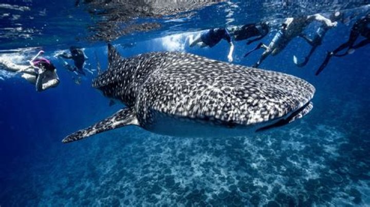 What happens if you touch a whale shark?