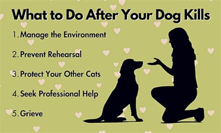 What happens if your dog kills a cat on your property UK?