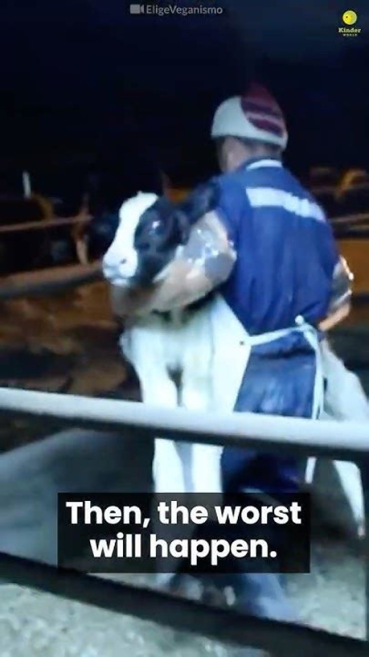What happens to male calves on dairy farms?