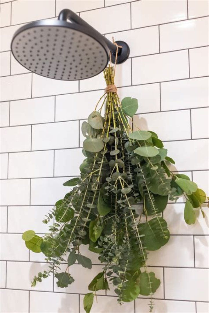 What happens when you hang eucalyptus in the shower?