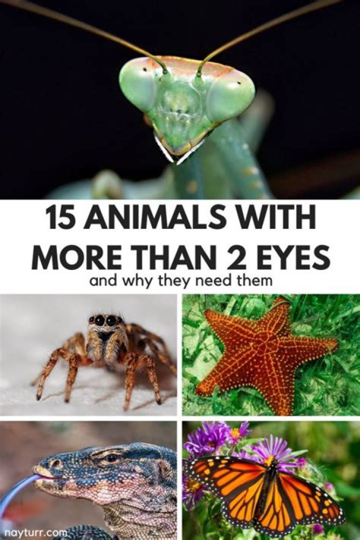 What has more than 2 eyes?