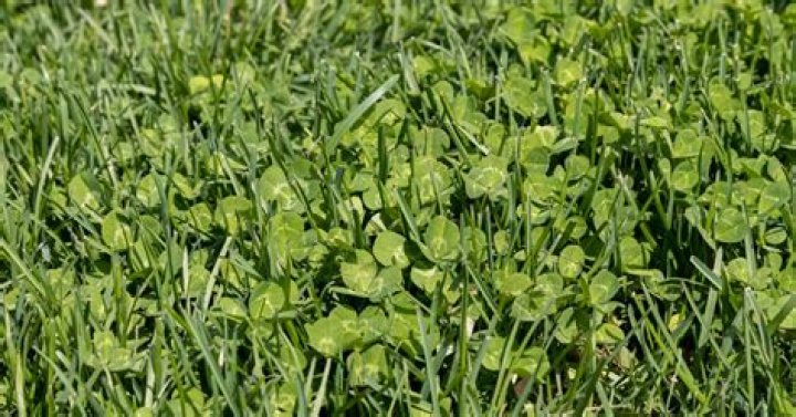 What height should you mow clover?