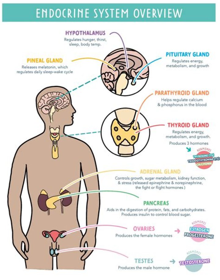 What hormone Does caffeine stimulate?