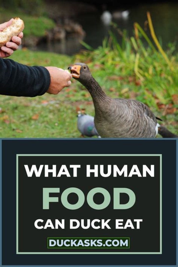 What human food can ducks eat?
