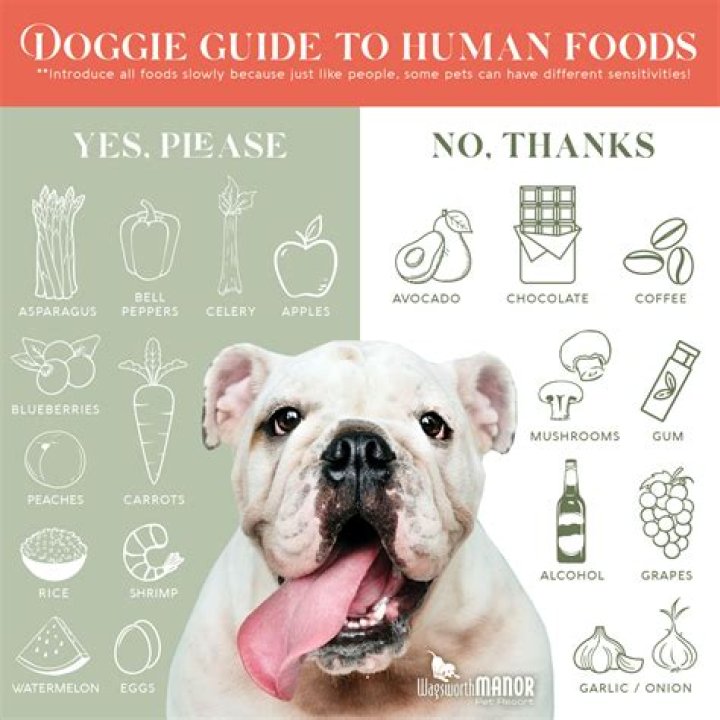 What human food do dogs love?