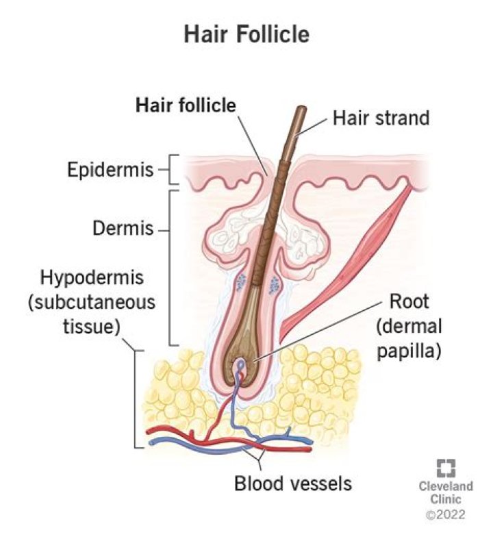 What if hair goes inside stomach?