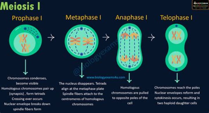 What important event occurs during prophase 1 of meiosis?