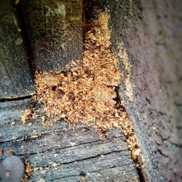 What insect leaves a pile of sawdust?