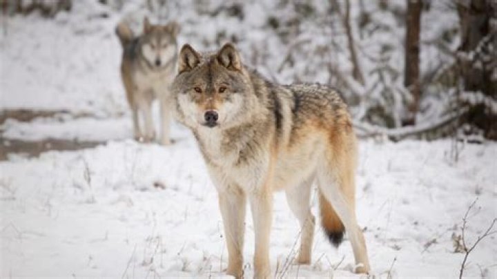 What is a beta wolf?