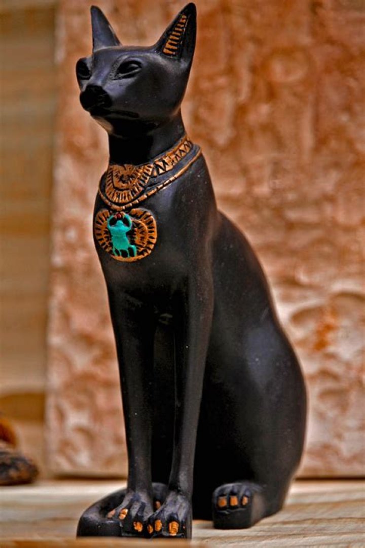 What is a black cat called in Egypt?