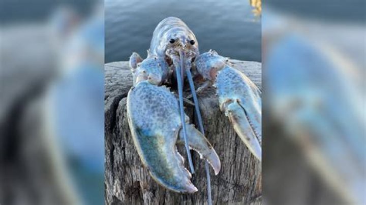 What is a cotton candy lobster?