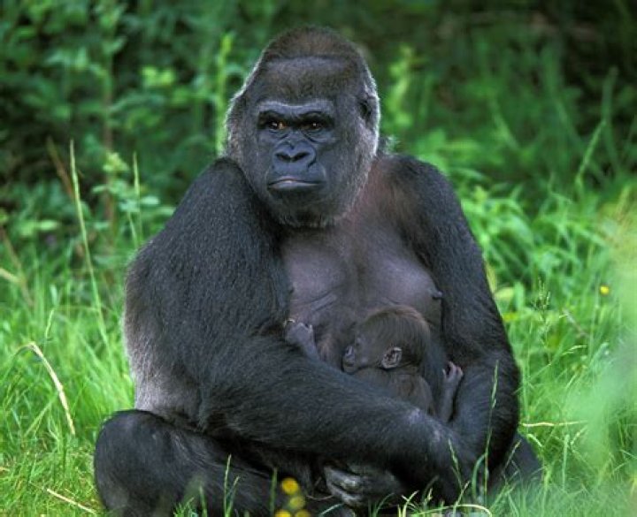 What is a dominant male gorilla called?