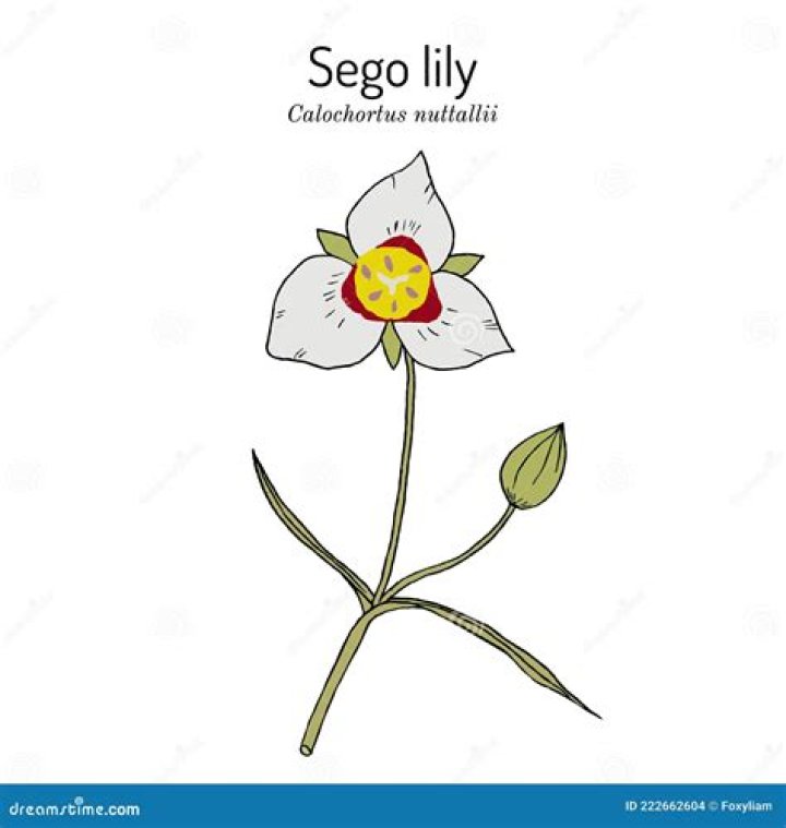 What is a lily a symbol of?