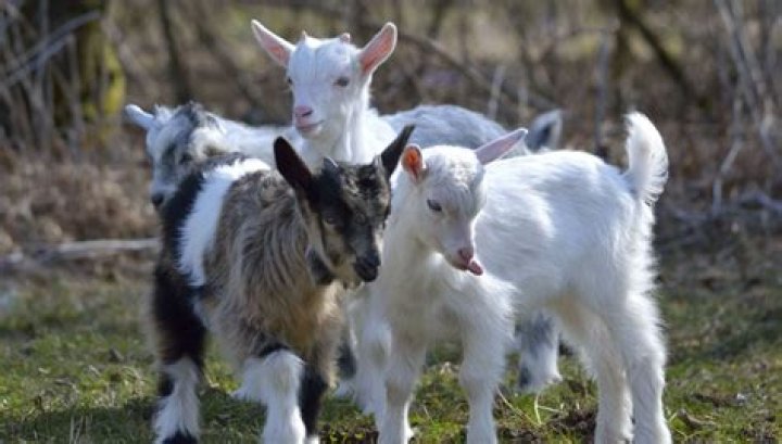 What is a male baby goat called?