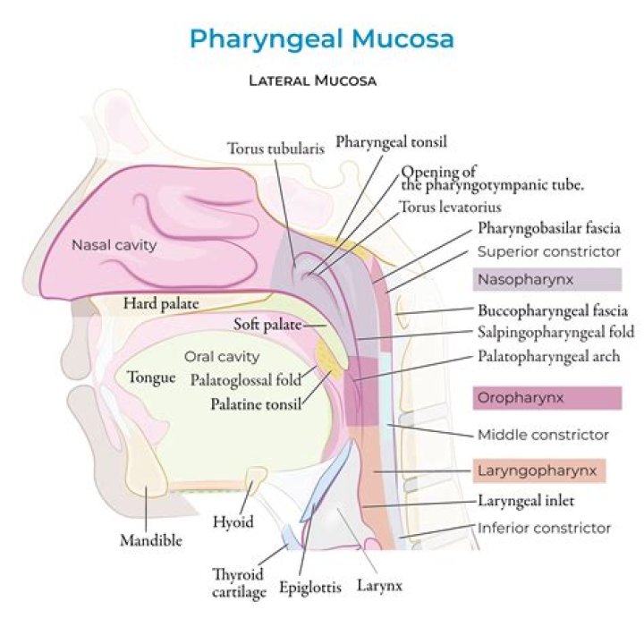 What is a mucosal fold?