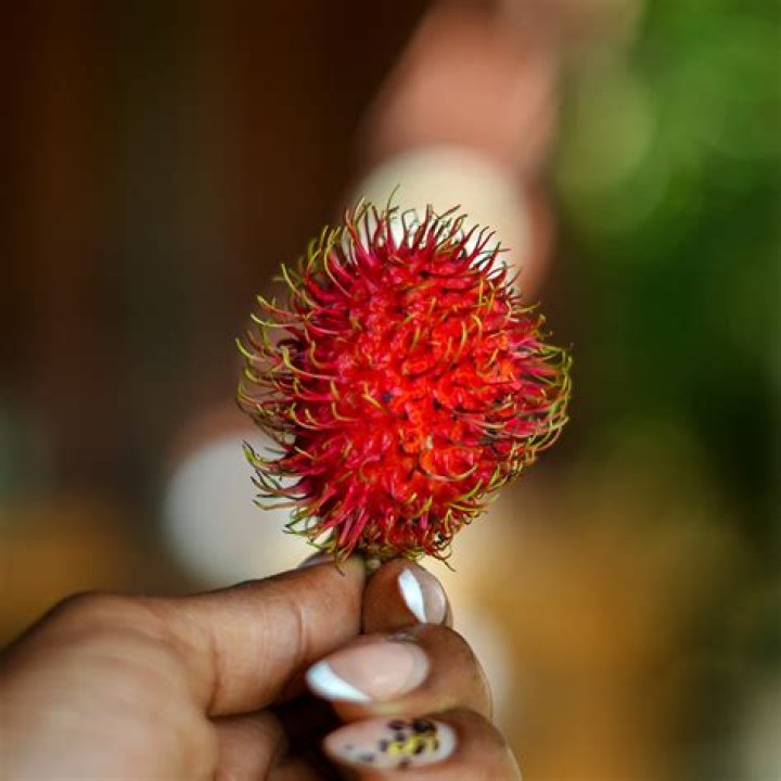 What is a Pomerac fruit?