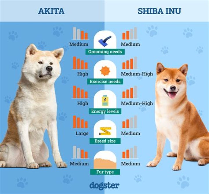 What is a Shiba Inu 2022 worth?