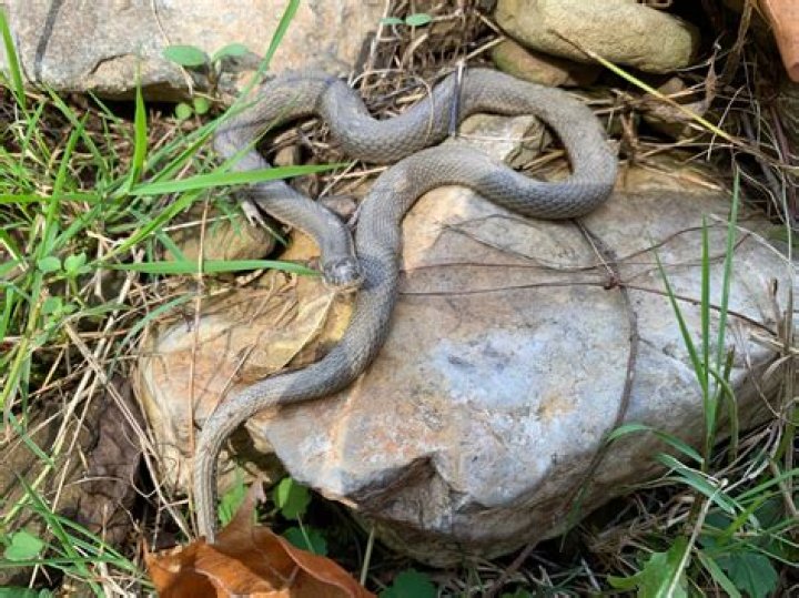 What is a small grey snake?