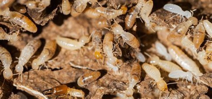 What is a termites worst enemy?