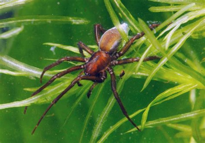 What is a water spider Amazon?