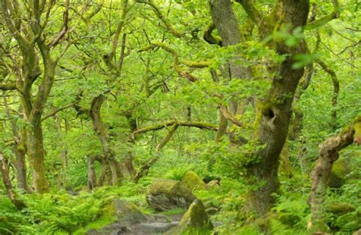 What is an ancient tree?