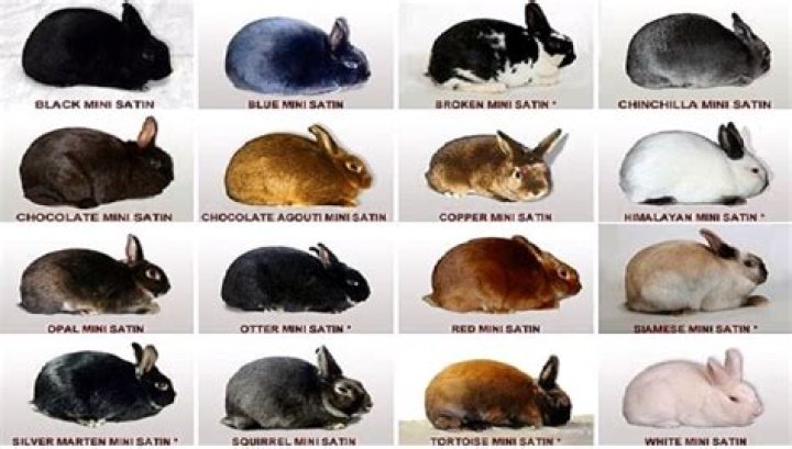 What is an old rabbit called?