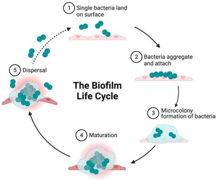 What is anti-biofilm?
