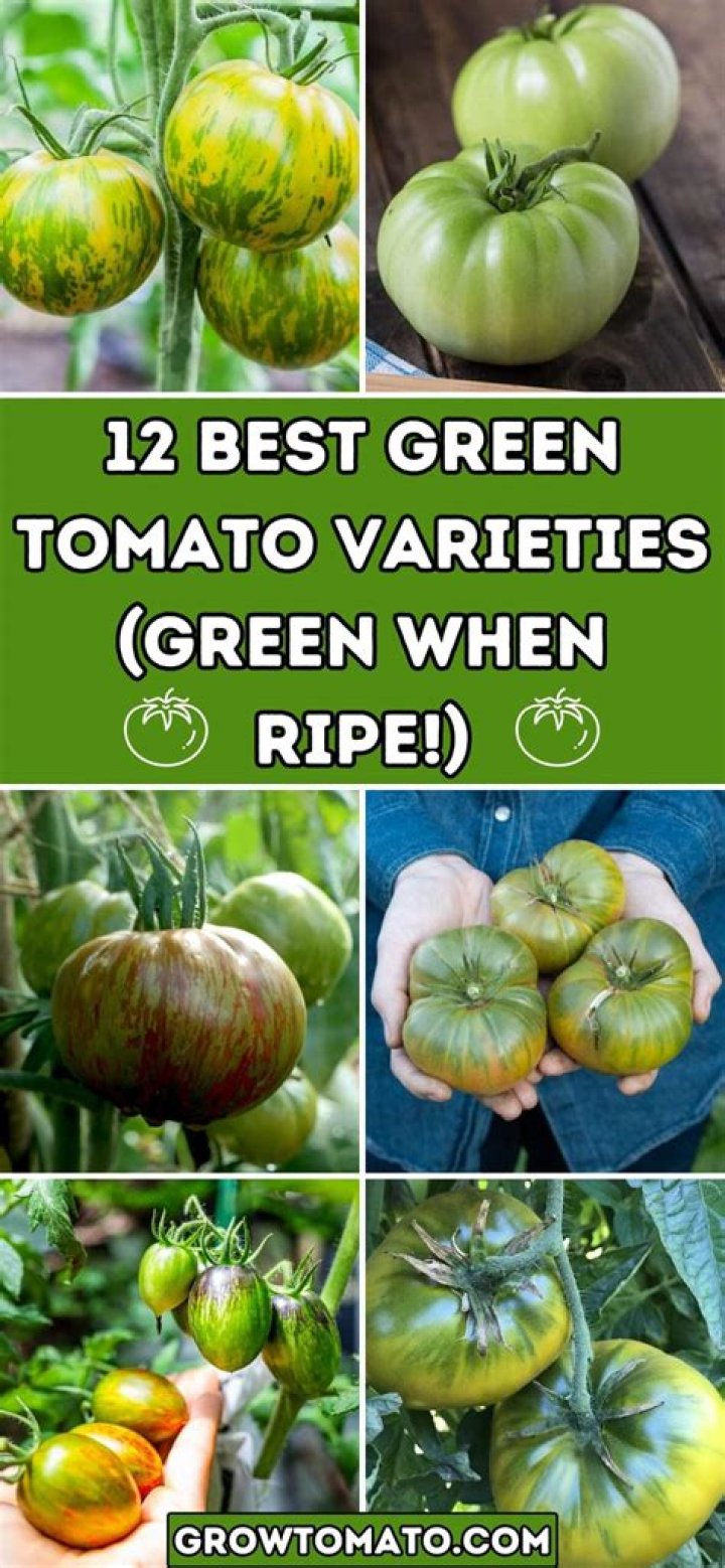 What is better green board or PURPLE board?