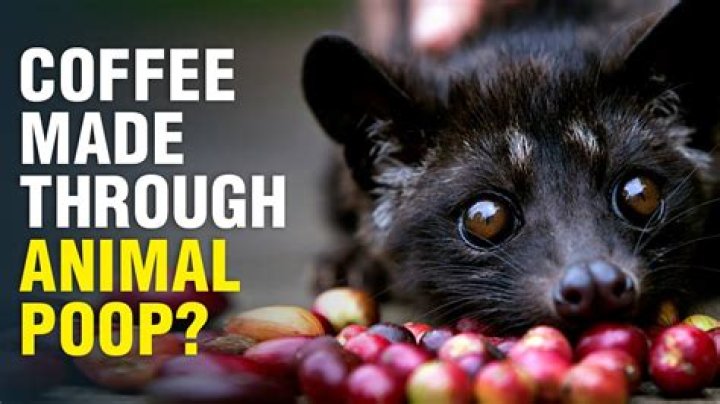 What is cat poop coffee called?