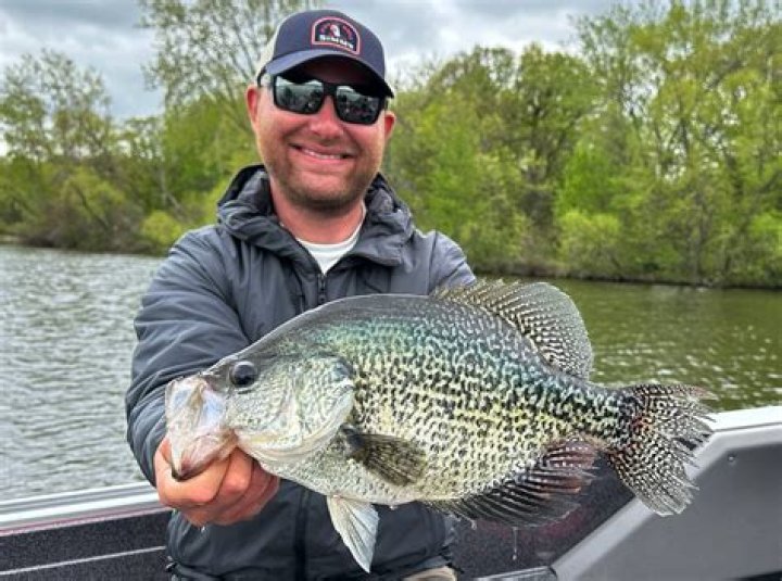 What is considered a large crappie?