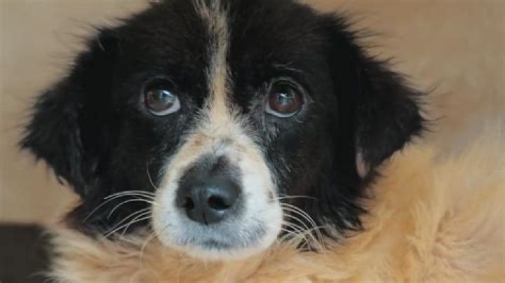 What is doggy dementia?