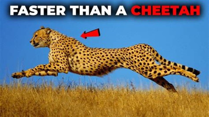 What is faster than cheetah?