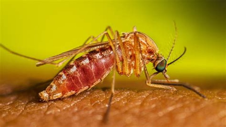 What is female mosquito called?
