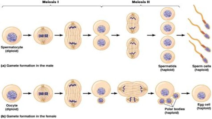 What is formed at the end of meiosis?