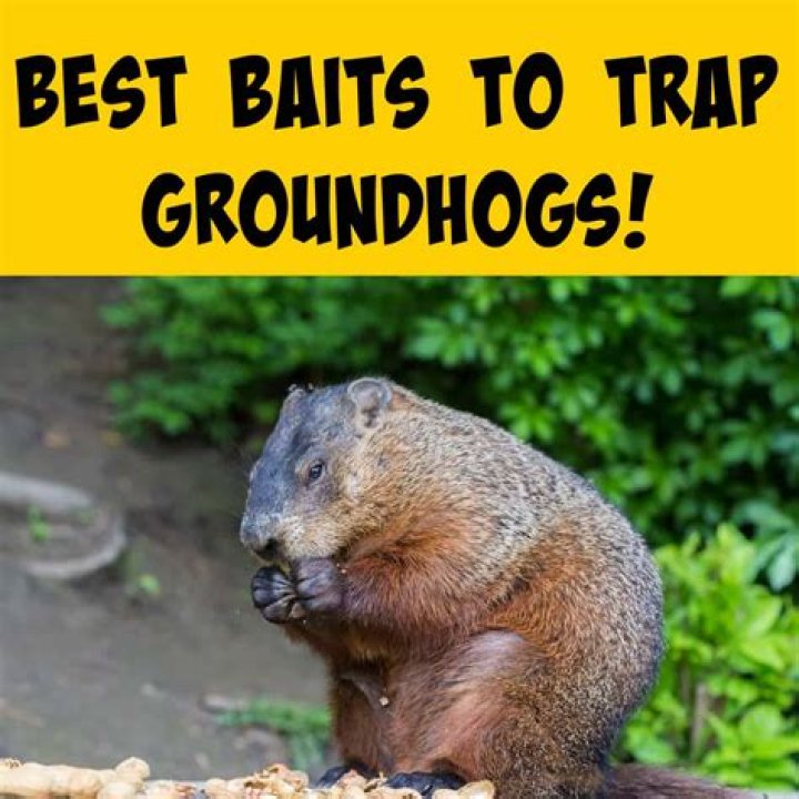 What is good bait for groundhogs?