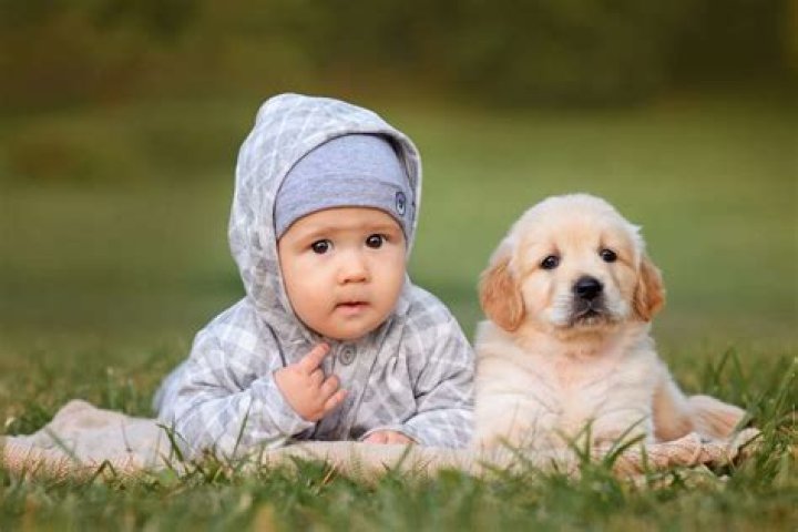 What is it like raising a puppy?