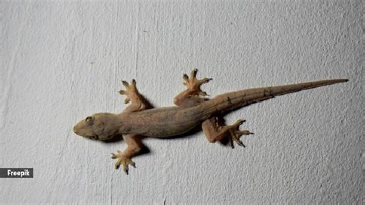 What is lizard afraid of?