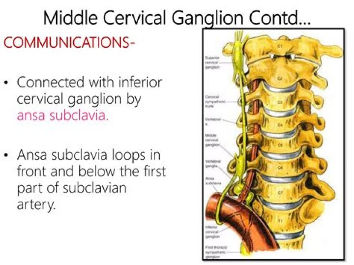 What is middle cervical ganglia?