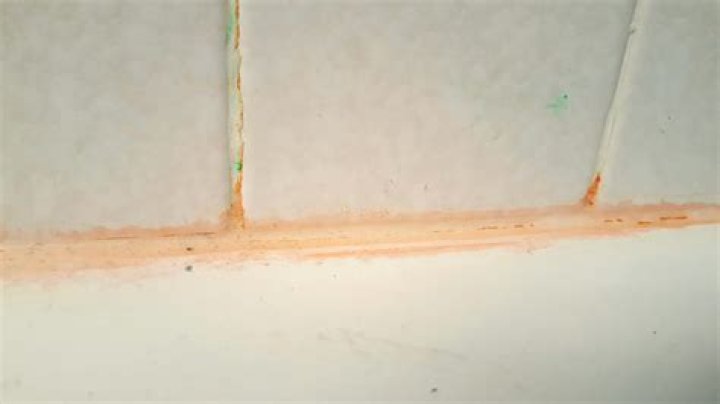 What is pink mold in shower?